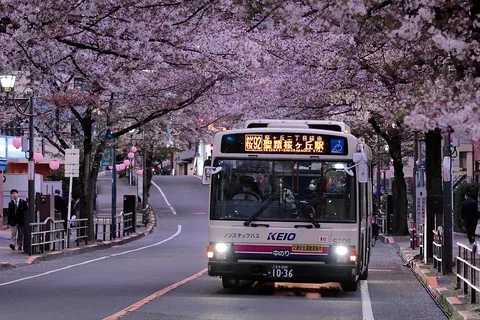 桜咲き誇る、春の道のり
