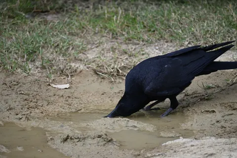 黒い影が水を啜る瞬間