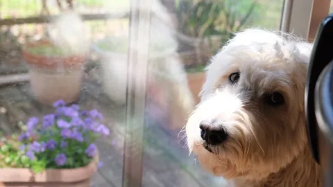 窓越しの愛らしい$.;$