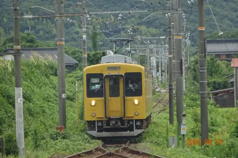 新緑を駆ける黄の列車