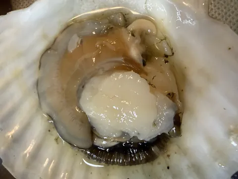 殻付きホタテの細部