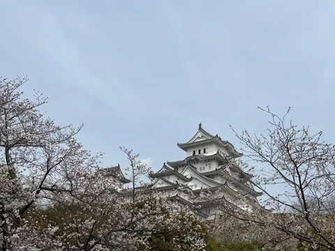 桜と白鷺城、春の共演