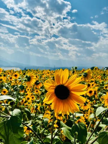 輝くひまわり、夏の空模様