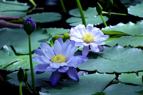 静寂を彩る水辺の花
