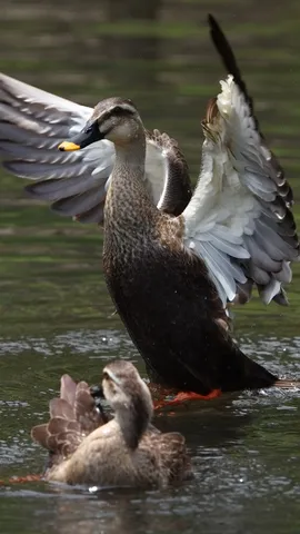 水辺の翼、優雅に広がる