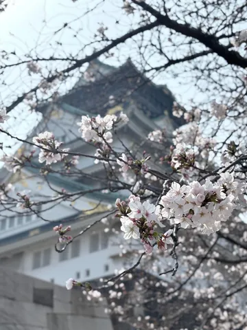 桜越しの静かな屋根