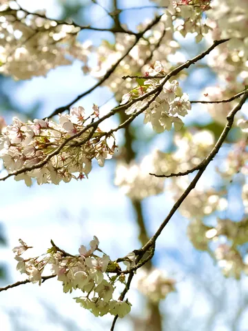やわらかな光に包まれた桜