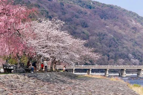 川沿いの桜と人々