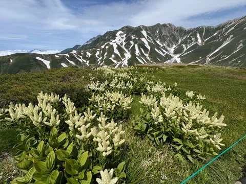 残雪と高山植物のコントラスト