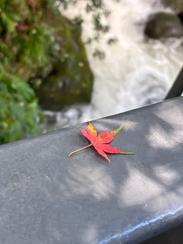 紅葉と水音の一瞬