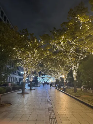 木々もドレスアップ！夜の散歩道