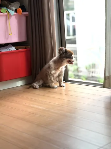 窓の外を眺める犬
