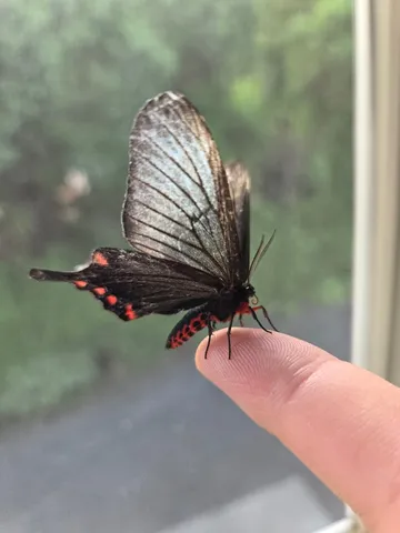 指先に舞う黒い蝶