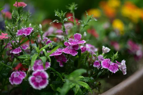 朝露に光る花の一角