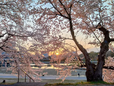 夕焼けに染まる桜並木