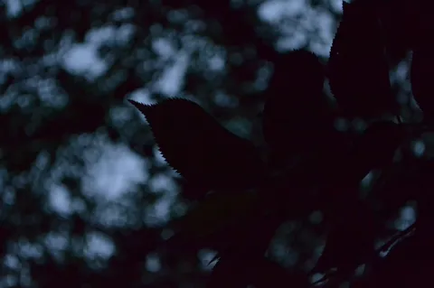 木漏れ日と羽ばたく鳥
