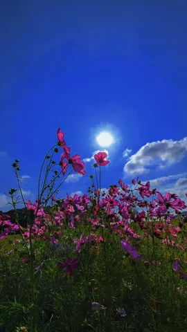 青空と花の小さな輝き