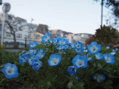 街角に咲く青い花の記憶