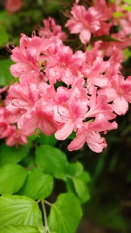 雨粒を宿したピンクの皐月