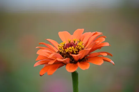 オレンジの花の一瞬