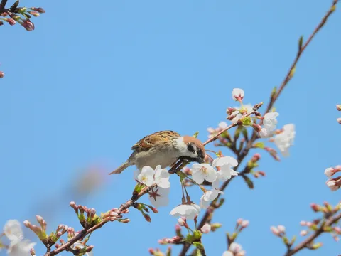 春告げる小鳥と桜