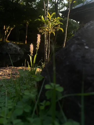 静寂に佇む薄明かりの花