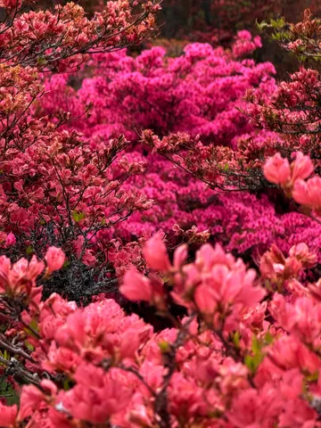 ピンクの絨毯、 azalea blooming.