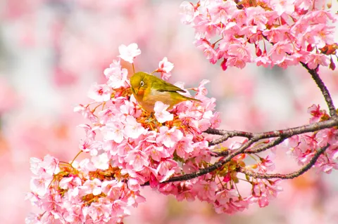 花蜜独り占め？桜に埋もれるメジロ