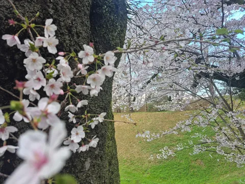 木漏れ日と桜、春の光景