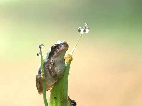 朝露に浮かぶ小さな観察者