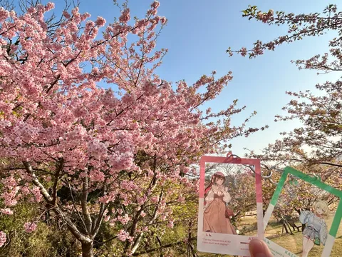 満開の桜と推しの共演