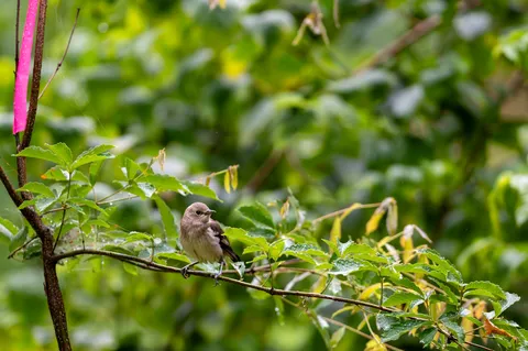 雨粒と鳥、新緑の休息