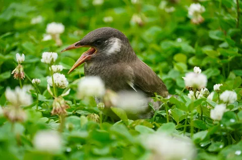 新緑のささやき、母鳥の祈り