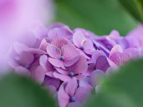 紫陽花の優しい囁き