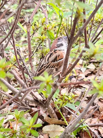 木陰のささやき、スズメのひととき