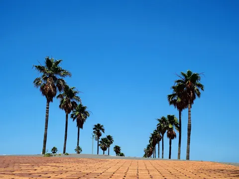夏空と続くヤシの並木道