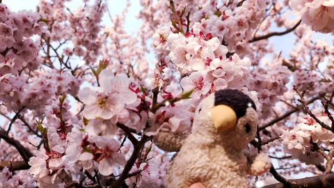 桜に紛れて、ひょっこりさん
