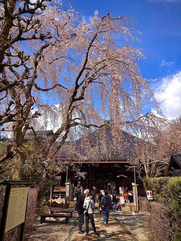 しだれ桜、春の訪れを告げる