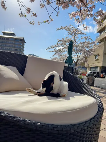 春の陽を浴びる猫とソファ