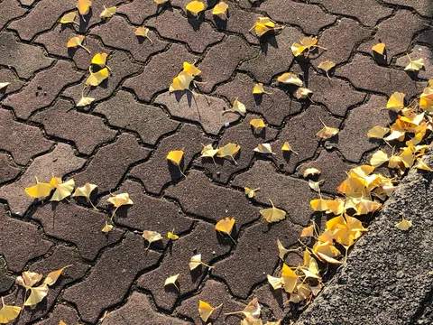 落ち葉が彩る舗道