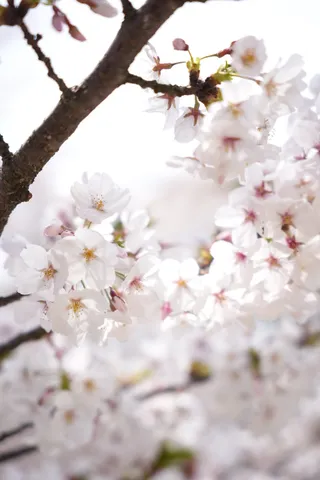 桜の息づく光と影