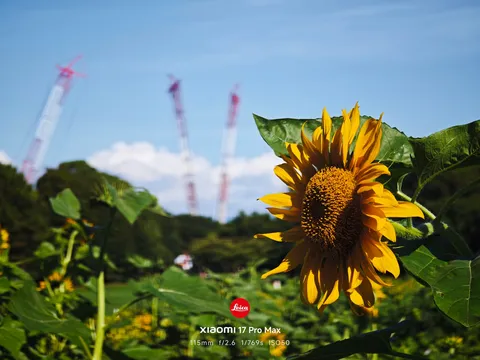 ひまわりとクレーンの、ちぐはぐな夏。