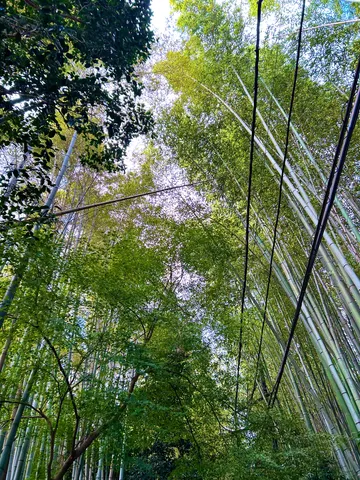 緑葉と電線、光の交差