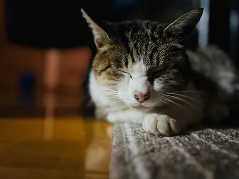 うたた寝の、猫。