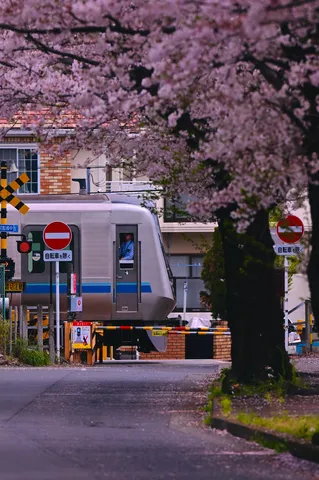 桜舞う、春の踏切を駆ける電車