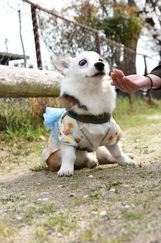 おやつ待ち？キラキラおめめのコギちゃん