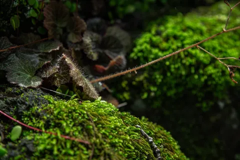苔むす森の神秘