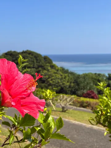 紅の花、碧き海の夢