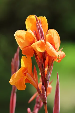 炎の花が咲く瞬間