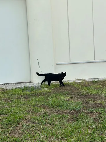 黒猫、散歩中